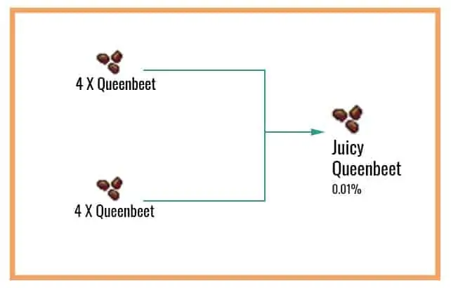 Juicy-Queenbeet-1